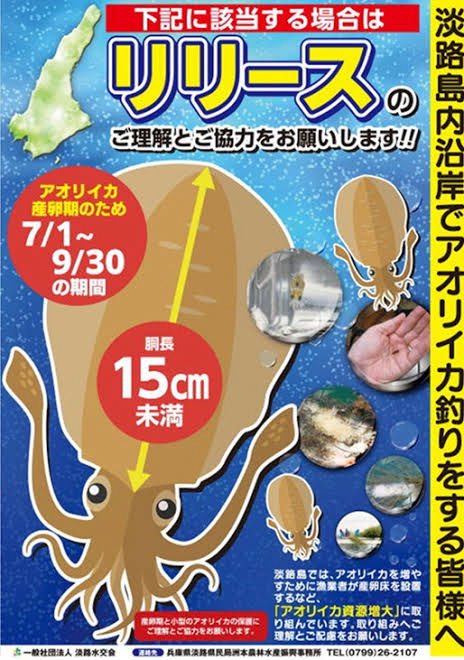 D_ANGLERS's tweet image. 9月となり、新子のシーズンとなりました。
淡路島島内では、アオリイカ資源保護の為
7月-9月の間は、リリースのご協力をお願いします。(全サイズ)

そして、1年を通して、胴長15cm未満はリリースをお願いします。

以前は、淡路島南部は9/20まででしたが
現在は全島で9月末までとなっております。…
