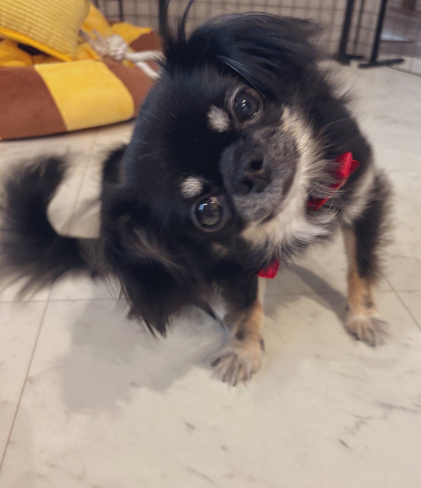 うちの犬ちゃん(ちわわ) on X: 