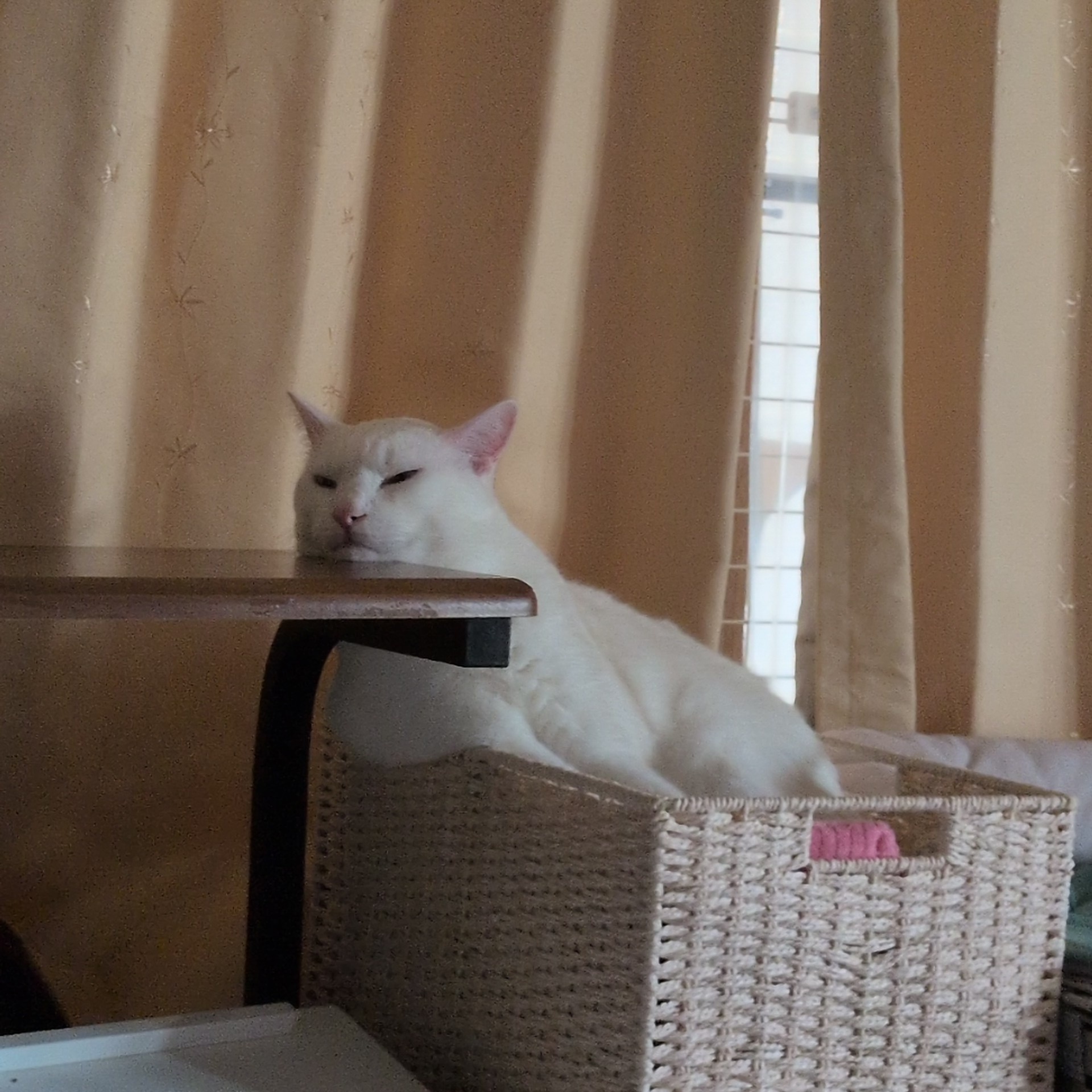 平成三毛猫 ✨👑🌙 on X: 