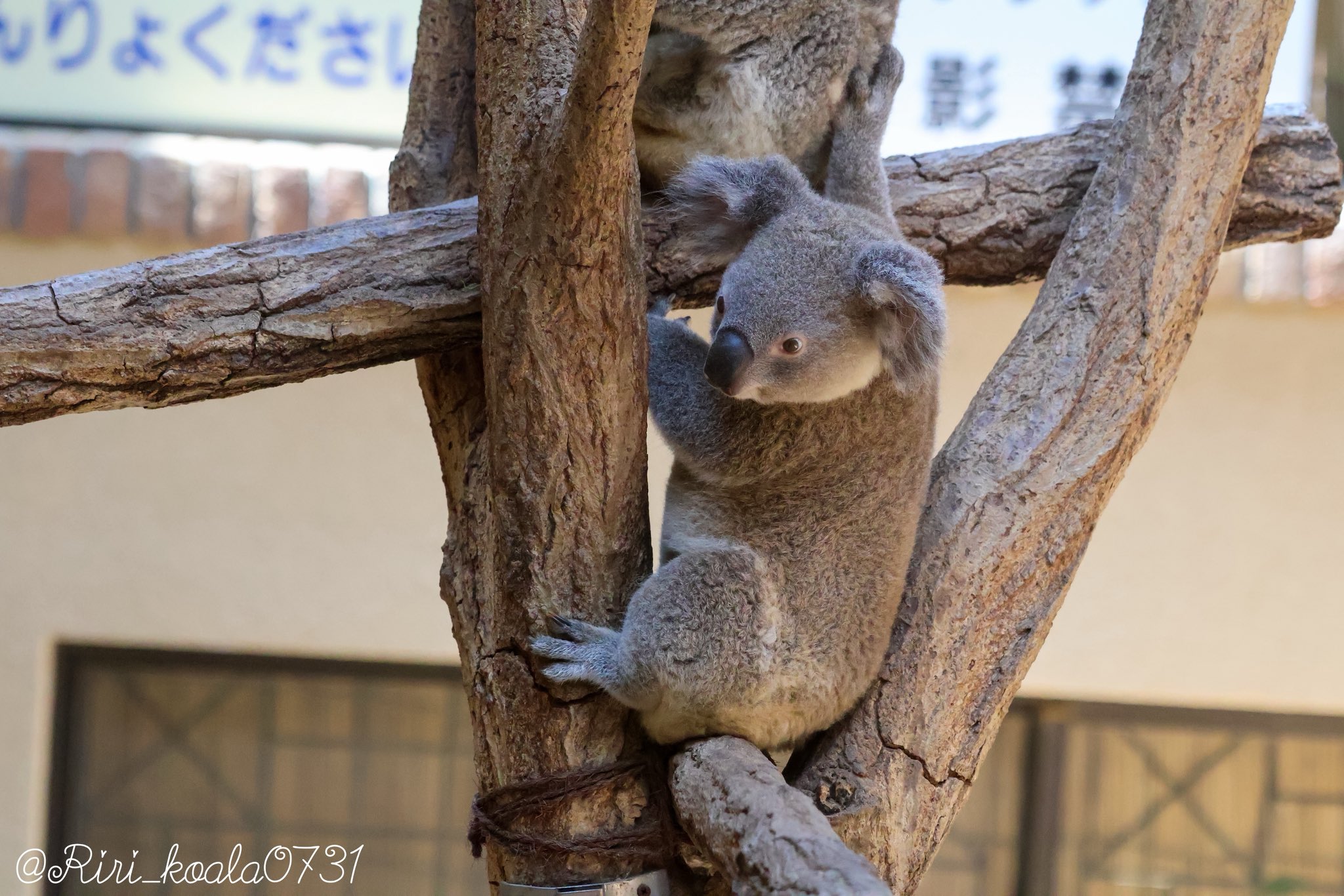 デハラユキノリ　ABOUT ANIMALS  コアラおばさん　おまけ付き デハラユキノリ ABOUT ANIMALS コアラおばさん おまけ付き