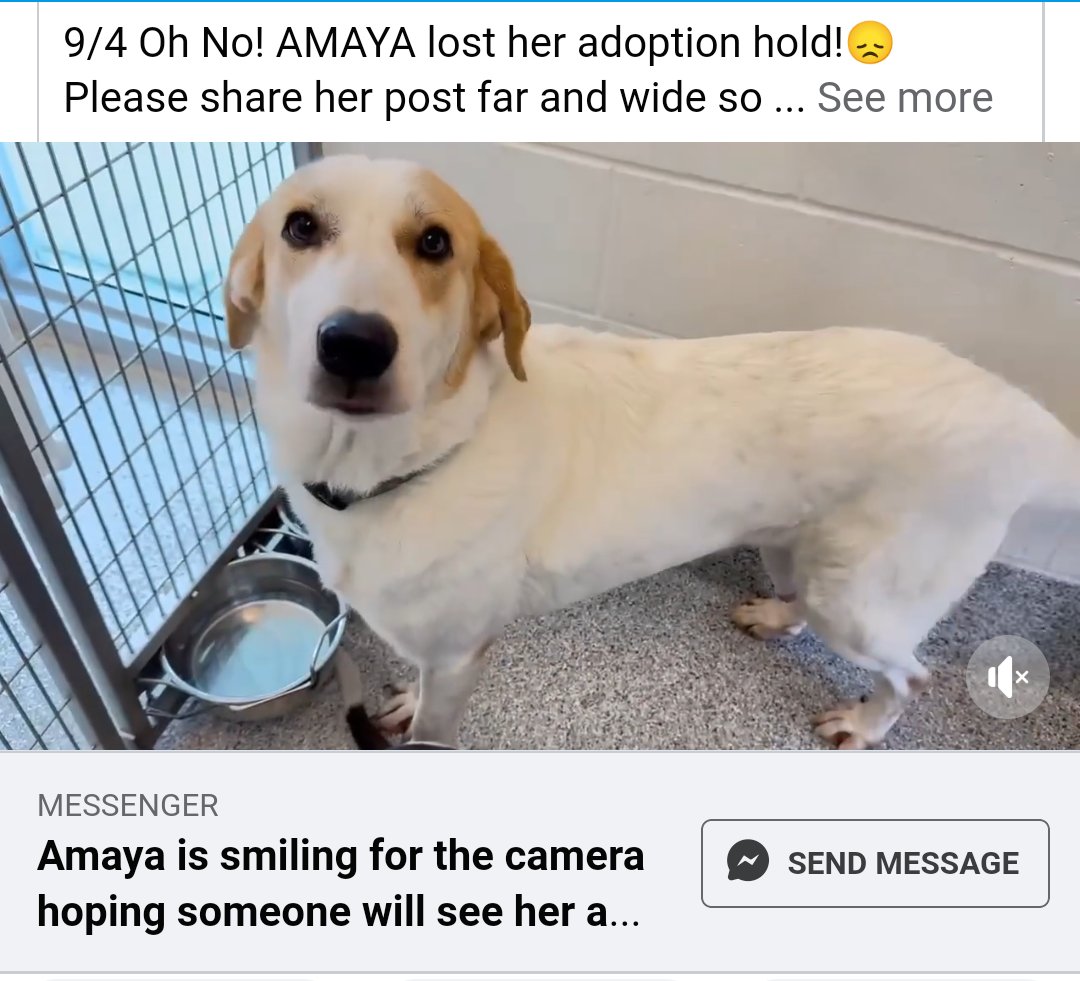Maple 🐕 🎹 🎸 💙 (@mapleveewesem) on Twitter photo 🆘🐾🆘 AMAYA, 2 yo Labrador mix at Harris County Pets in Houston #Texas needs an adopter or foster ASAP. Full text of FB post in comments ⬇ #A641570 🆘🐾🆘 AMAYA, 2 yo Labrador mix at Harris County Pets in Houston #Texas needs an adopter or foster ASAP. Full text of FB post in comments ⬇ #A641570