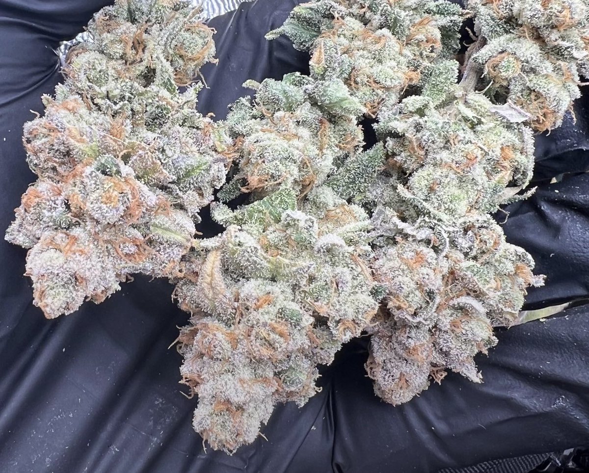 Would you smoke these mids? 🥶