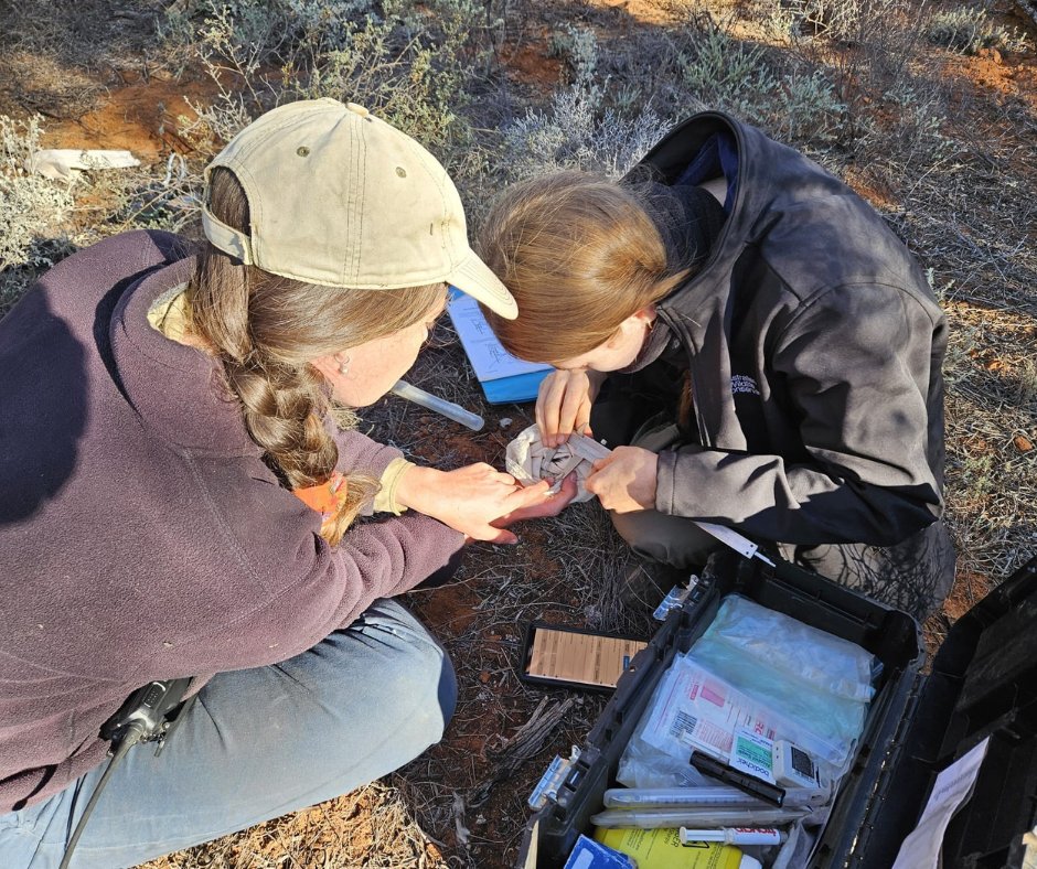 Australian Wildlife Conservancy tweet media