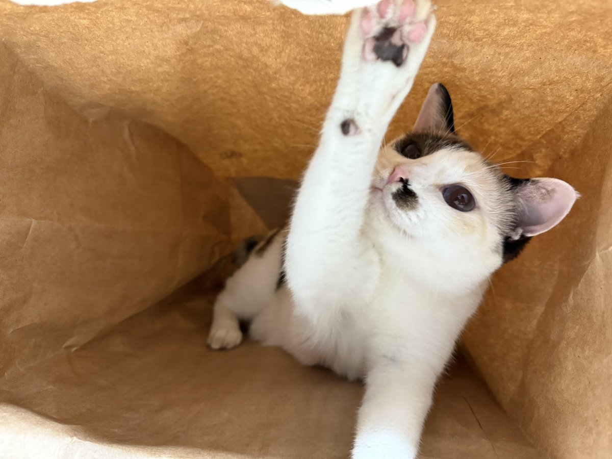 ここは私の部屋！

#猫好きさんと繋がりたい #猫の居る暮らし