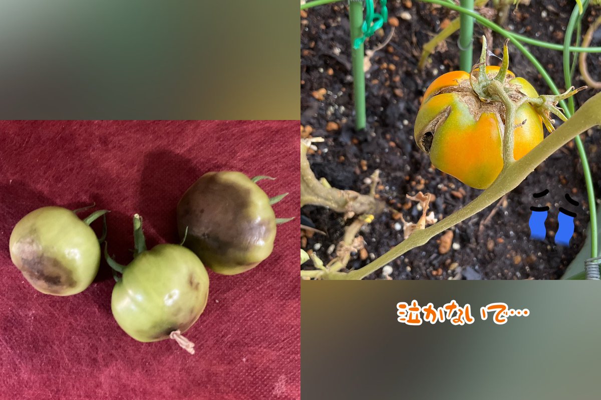 とまとページ 楽天市場】オスミックトマトの通販