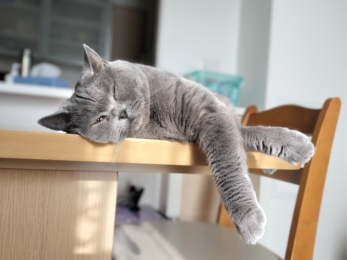 おててをクロスさせて眠る猫さん。
#猫 #ブリティッシュショートヘア