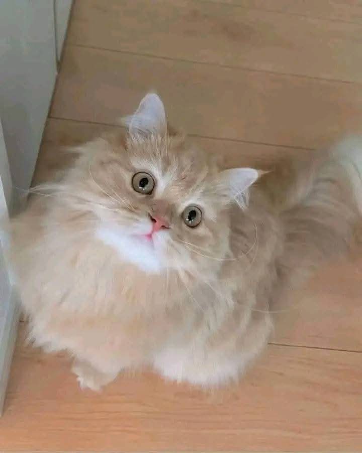 بحب القطط وبحب اليي بيحب القطط  ❤️🐱