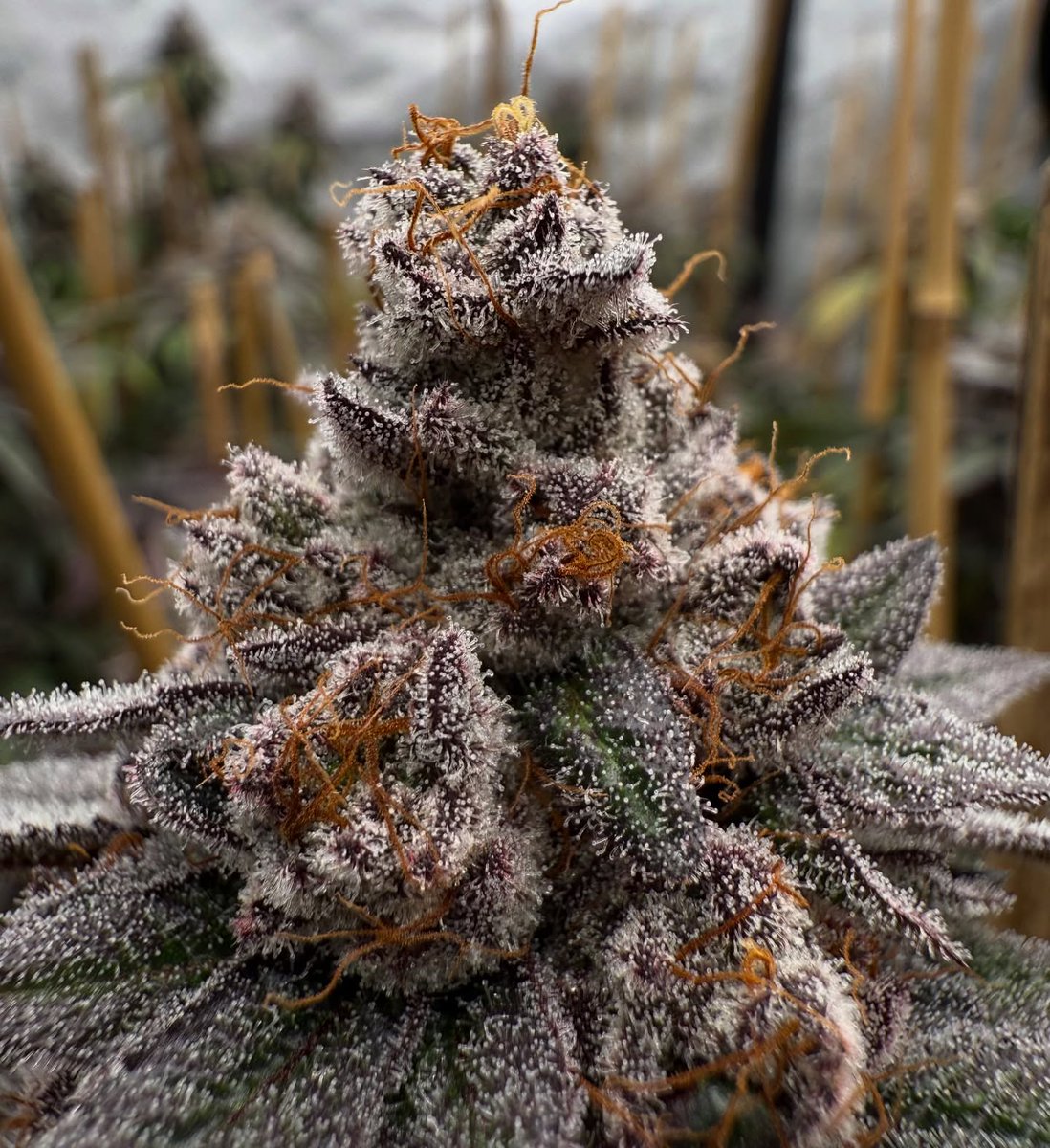 Indicaillusion2's tweet photo. Trop Cherry Gas 
She’s been a staple in our garden for 2 years now! These past two years I took the time to test and dial her in. I did a lot of experimentation on nutrients type and dosage, watering frequency, light intensity, temps, training types, VPD, https://t.co/rNcE6BNtdr