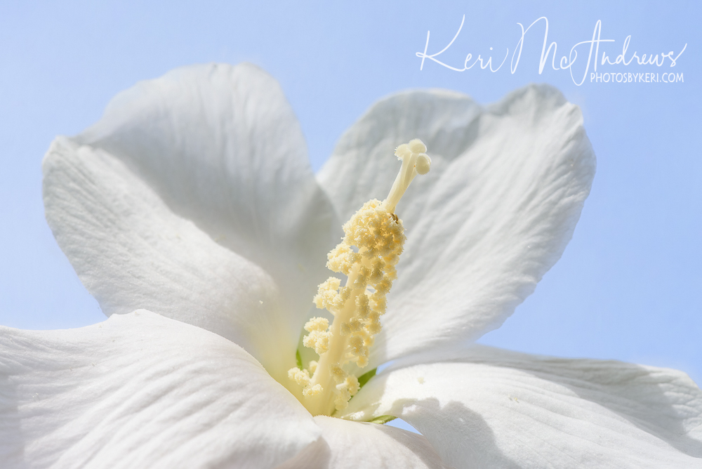 PhotosByKeri's tweet photo. Looking Up 09/01/25
#2025Project52 #Week36
When the white rose of sharon bushes are in bloom I usually focus on the bees in white pollen but never the details. It’s interesting to look up at the center of the flower where the pollen begins.
https://t.co/HV2fBvjZTG https://t.co/yx0MDm8PEl