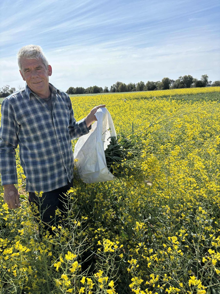 Flowering cuts on canola took place last week for our fully phased rotation trial with Terry Rose from Southern Cross University and Richard Bell from Murdoch University. This trial explores summer cover crops in a wheat, canola and pulse rotation with temporary intercrops during