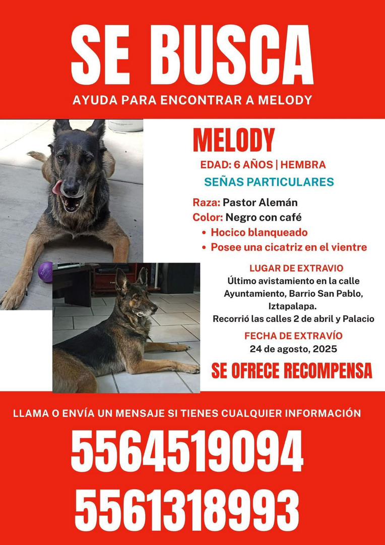 Amigos este perrito esta perdido. Nos ayudan a compartir?