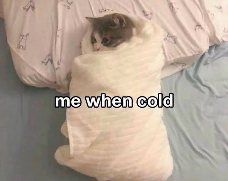 LiterallyMeCats (@literallymecats) on Twitter photo 