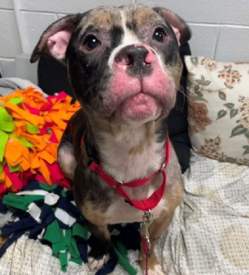 Moishe's Mom (@moishesmom) on Twitter photo I leave you with a sweet little pup found in 🆕York City & now in the NYCACC kill pound. This is Tiger Tails♥️Can you get more precious than this pup? Now Tiger Tails is TBK 💉on Tuesday😖What have we become as a species to take the life of a pup so beret, so forlorn, so alone😭 I leave you with a sweet little pup found in 🆕York City & now in the NYCACC kill pound. This is Tiger Tails♥️Can you get more precious than this pup? Now Tiger Tails is TBK 💉on Tuesday😖What have we become as a species to take the life of a pup so beret, so forlorn, so alone😭