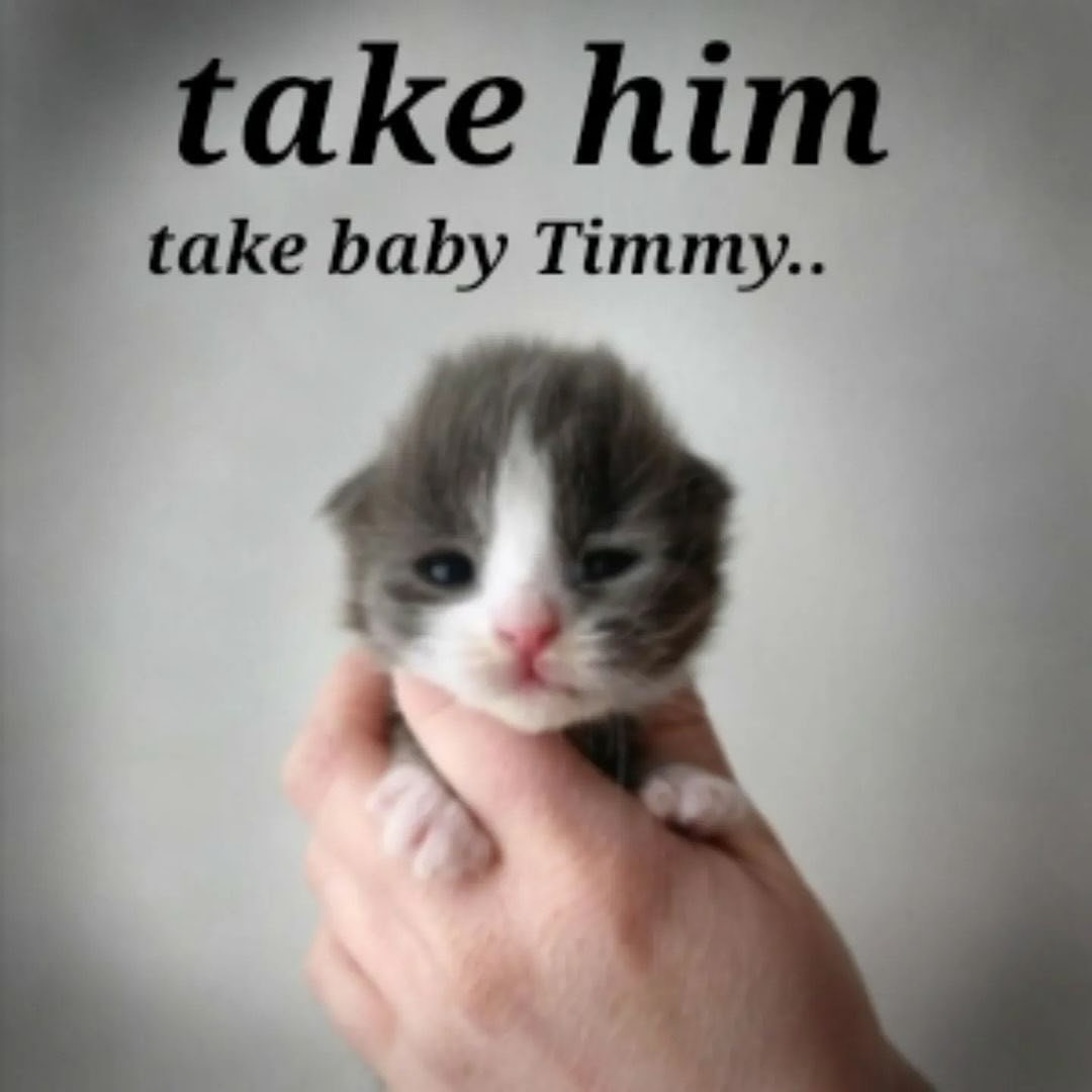 Catsillyness's tweet photo. https://t.co/5JbWesdF0f