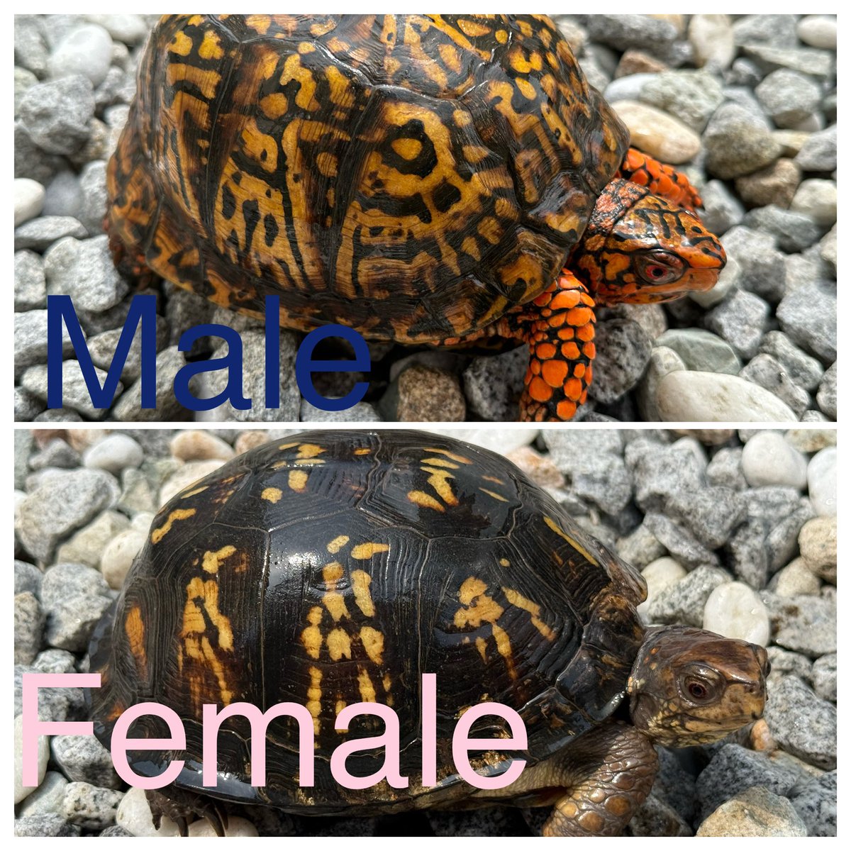 KOBU JAPAN,LTD. on X