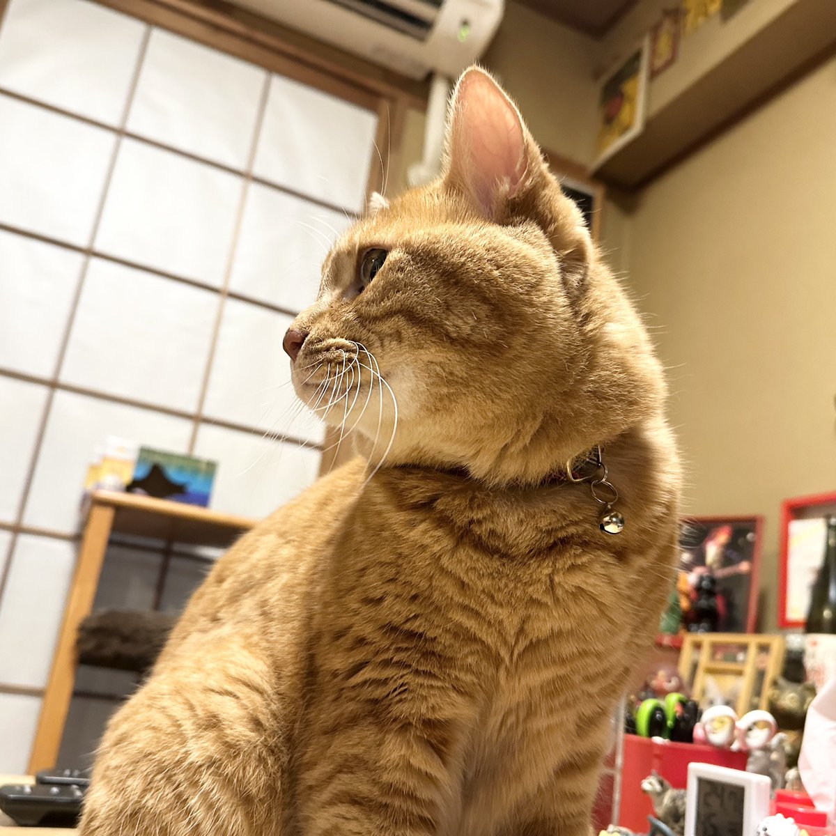 おはようございます(='ᆺ'=)

ぼく置いて
　出かけるやつには
　　知らん顔

このか🐈

nyalista.base.shop

#猫 #猫のいる暮らし #猫好きさんと繋がりたい #猫耳 #ネコミミコーヒーフィルター #ニャリスタ #コーヒー #カフェ