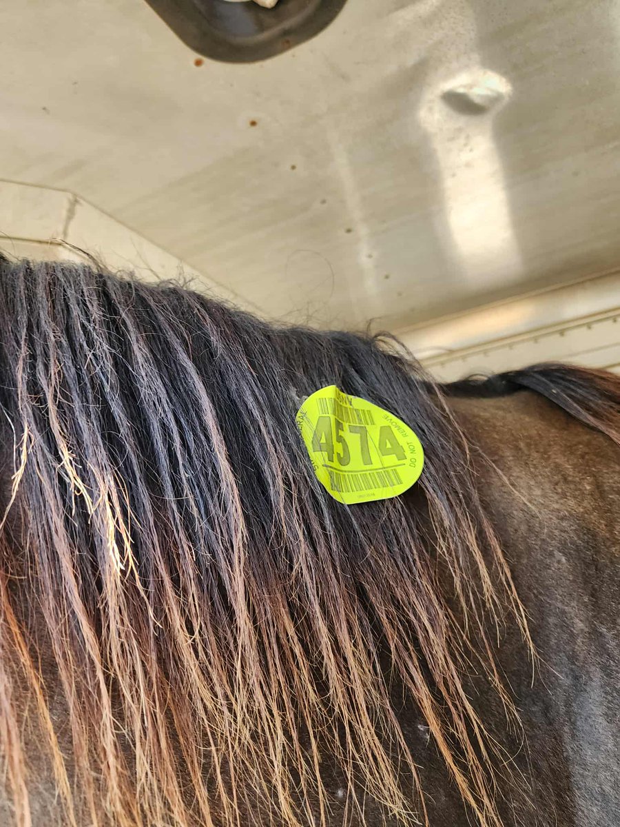 😊❤ Update! Viva Slew has been picked up at the lot sales barn and is en-route to quarantine. She is no longer Tag 4574. Her right knee is quite large  but she was walking ok, however will check her over better once she gets to quarantine and settled in. She definitely needs