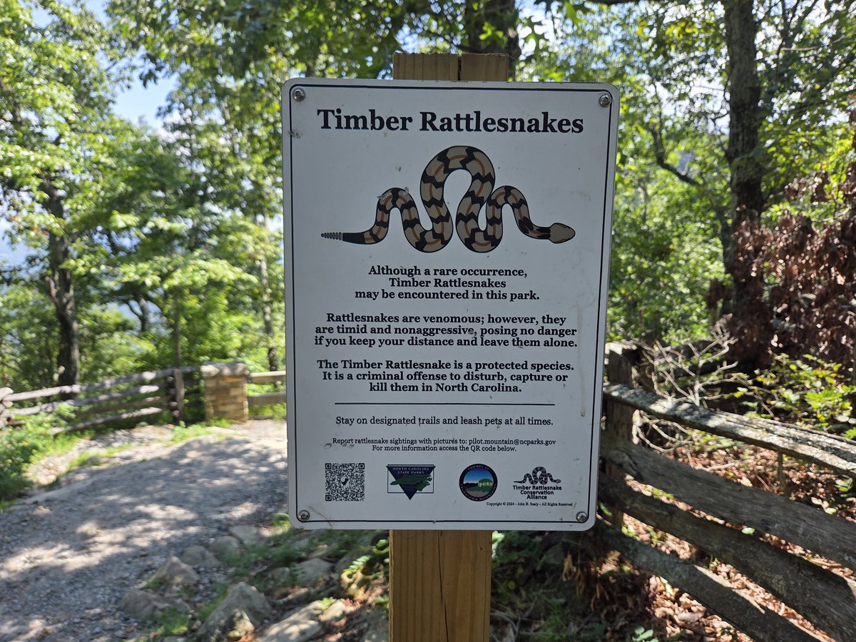 RoamAndFlow's tweet image. 🌲🐍 Out here, it’s easy to forget we’re just visitors. The wild has been home to rattlesnakes, deer, birds, and countless others long before these trails were blazed. Every step is a reminder to respect the land, tread lightly, and let nature move you.

#TrailLife #ExploreNC