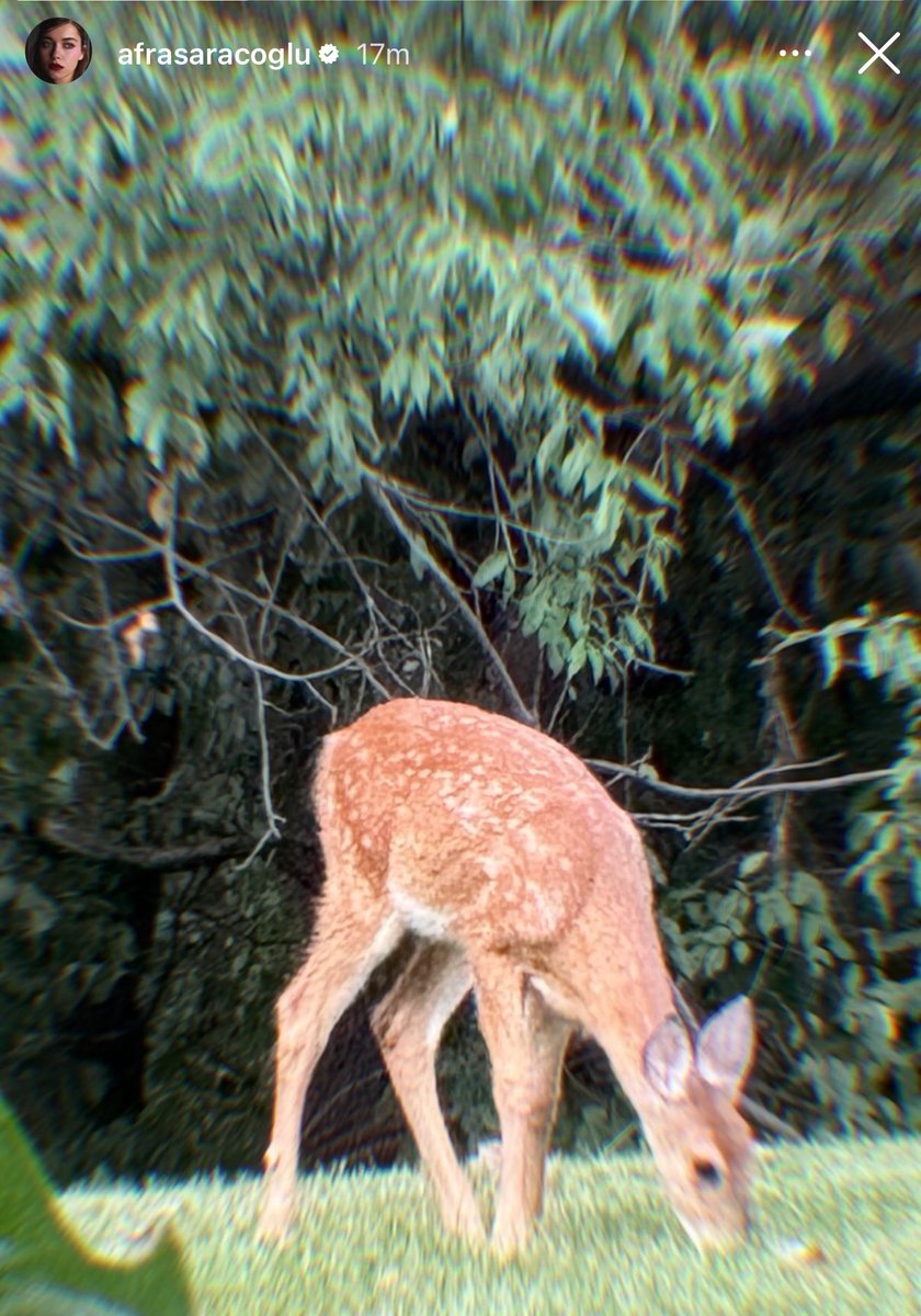 AvisaYC_SM's tweet photo. And she has gone to America to spend time with family🦌🦌🦌

#AfraSaraçoğlu https://t.co/zKFLF5NCr0