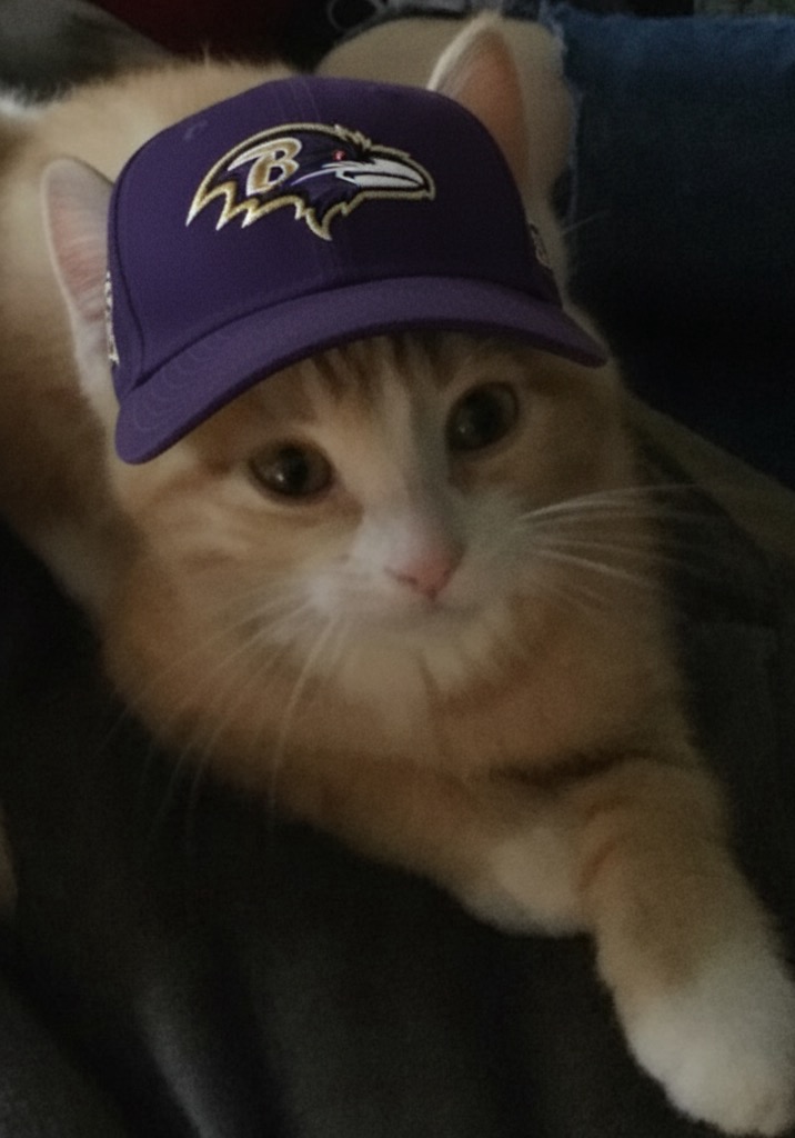 Ceralium (@ceralium) on Twitter photo 