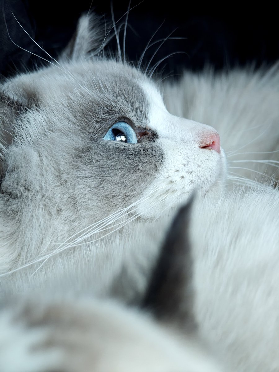 猫ちゃんの宝石みたいな瞳だいすきクラブなのでもし飼ってたら見せてほしい…