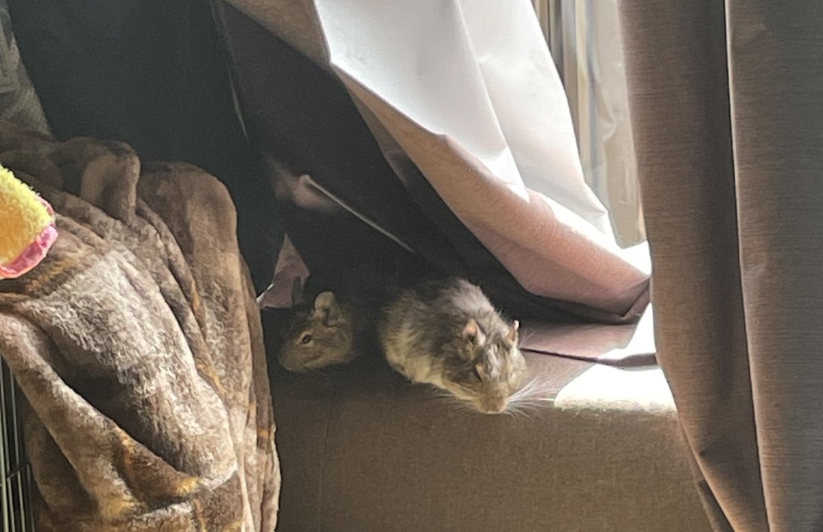 Degu_tegutegu's tweet photo. 仲良くひなたぼっこ
#デグー
#ﾃｸﾞﾃｸﾞ
#とら https://t.co/eFqiW8V0Me