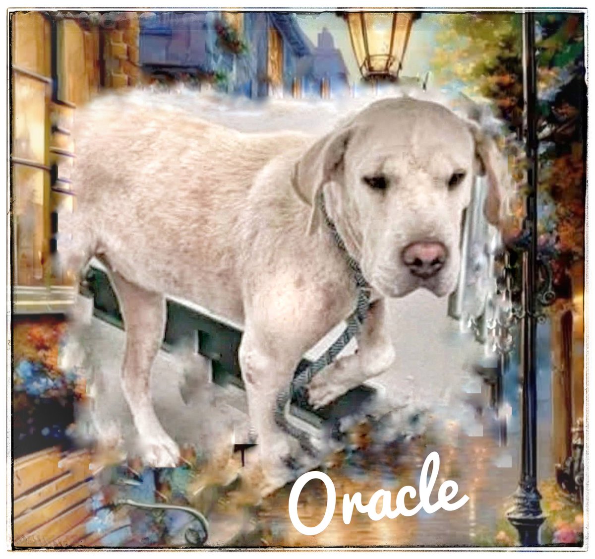 Pamela Roth (@rothfarms) on Twitter photo 🆘⛑️ I feel so SORRY for ORACLE #A359187 Spayed Lab Mix, 2yo. 48 lbs, HW+, STUNNING gal DUMPED to DIE by her so-called family. She's so SAD and confused and getting VERY FEW PLEDGES 😫
Plz PLEDGE here to attract ResQ or ADOPT her YOURSELF at CORPUS CHRISTI AC 📞361-826-4630 🆘⛑️ I feel so SORRY for ORACLE #A359187 Spayed Lab Mix, 2yo. 48 lbs, HW+, STUNNING gal DUMPED to DIE by her so-called family. She's so SAD and confused and getting VERY FEW PLEDGES 😫
Plz PLEDGE here to attract ResQ or ADOPT her YOURSELF at CORPUS CHRISTI AC 📞361-826-4630