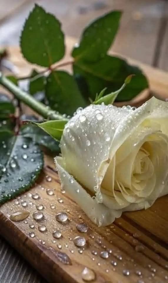 القلوب #كالأغصان تميل مع أي كلمة 
فاجعل كلماتك نسيما يجبر لا رياحا تكسر

، ،