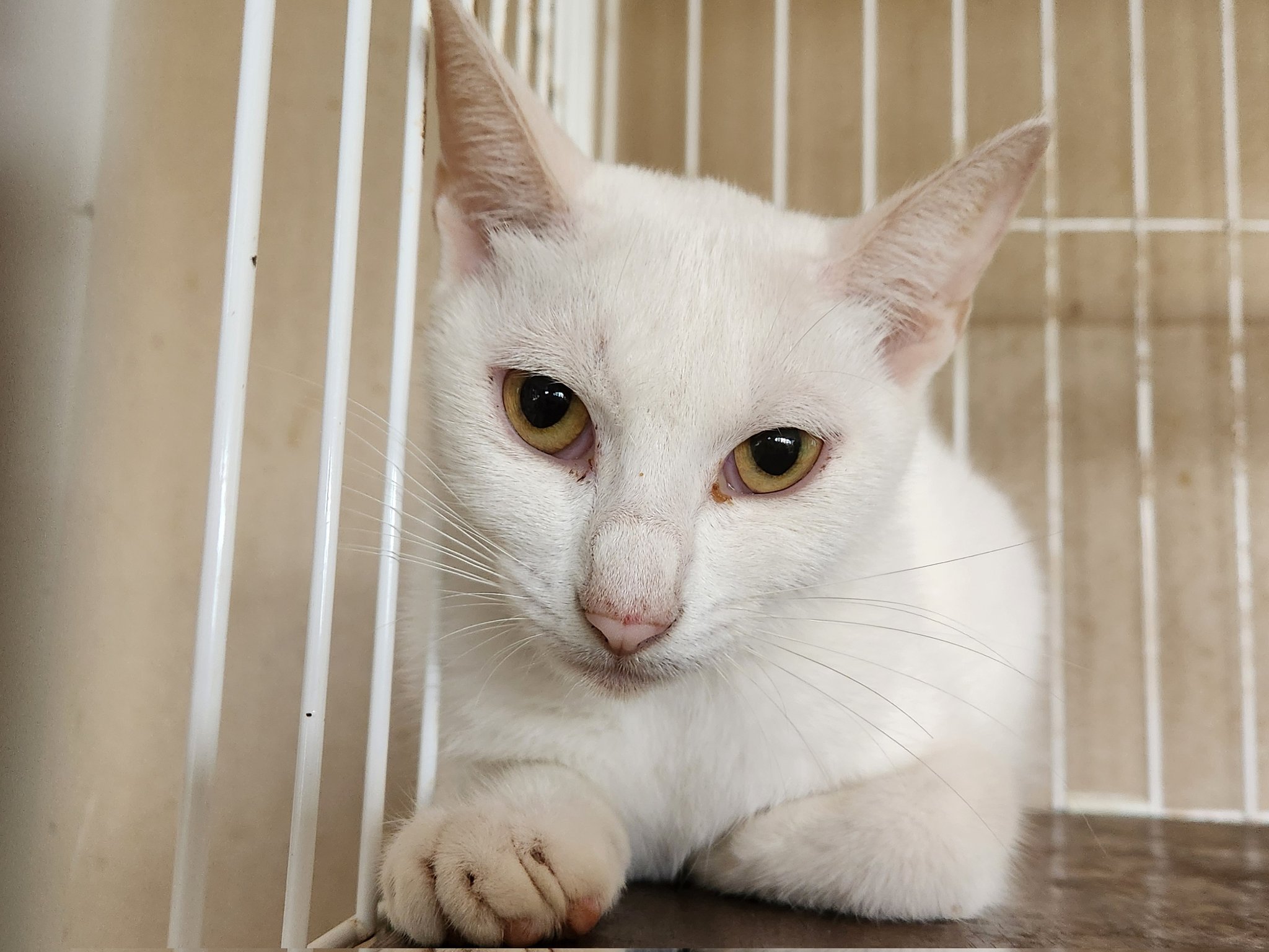 白猫ページです。 拡散希望※【探しています！】白猫 オス 茅ヶ崎市東海岸北から失踪 【未