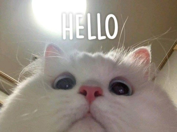 Mariia Isabel Piino  (@mariia414) on Twitter photo 