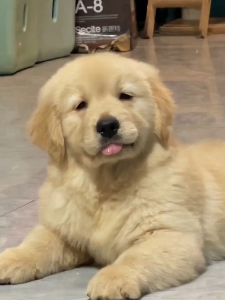 puppies (@animalsvideoss) on Twitter photo 