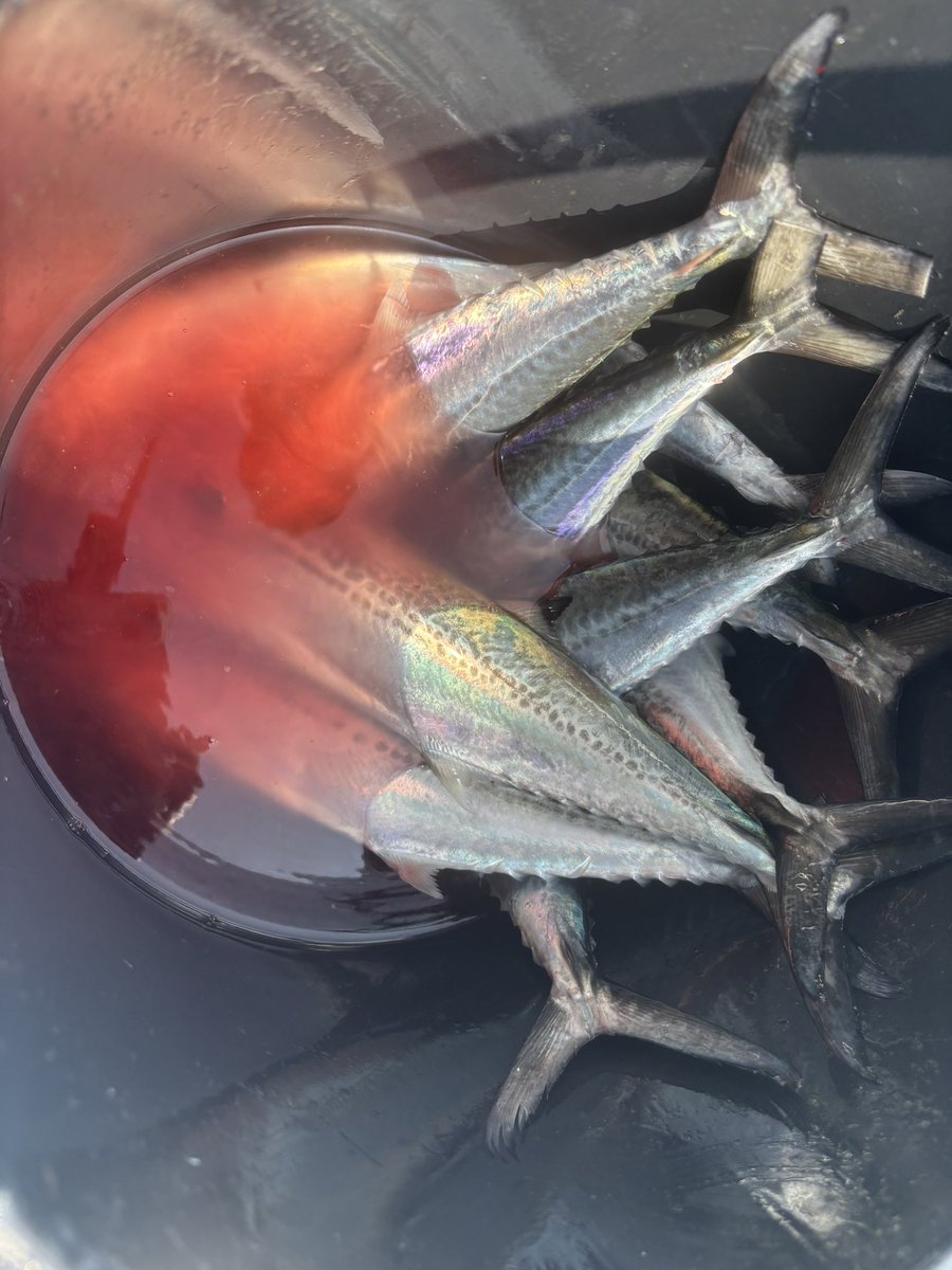 サゴシパフェ❤️