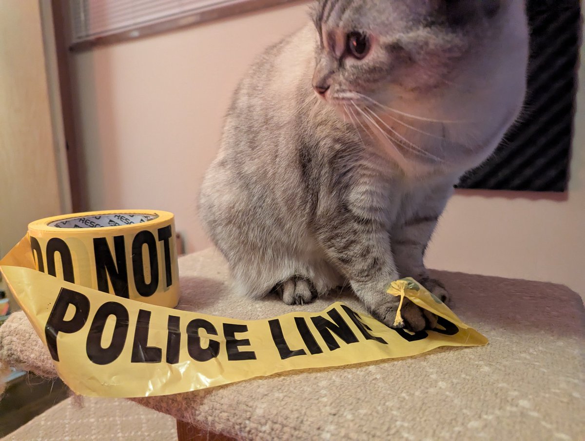 FishtankCREG's tweet image. She loves playing with her danger tape! @vilerat_