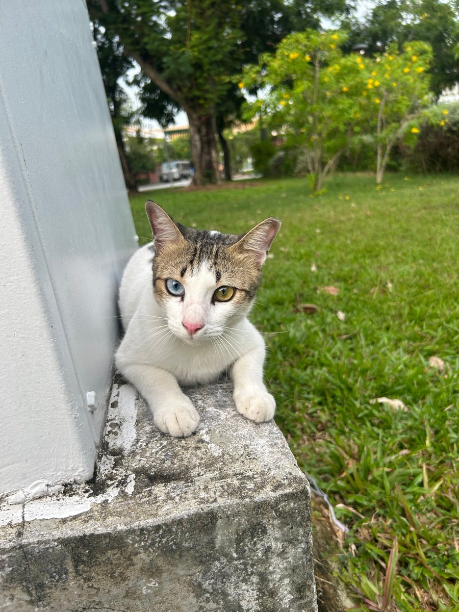 Ning Collective tweet media