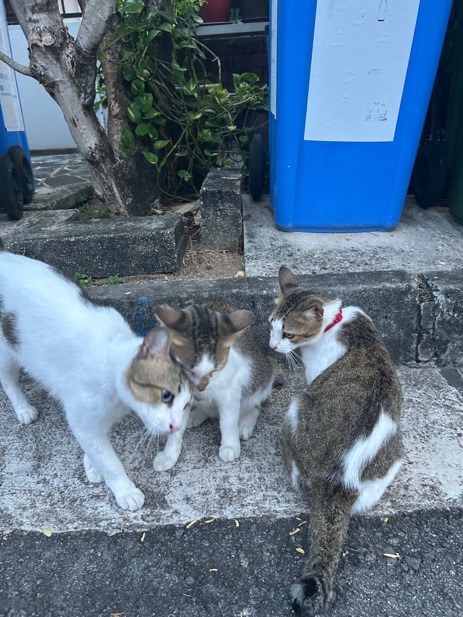 Ning Collective tweet media