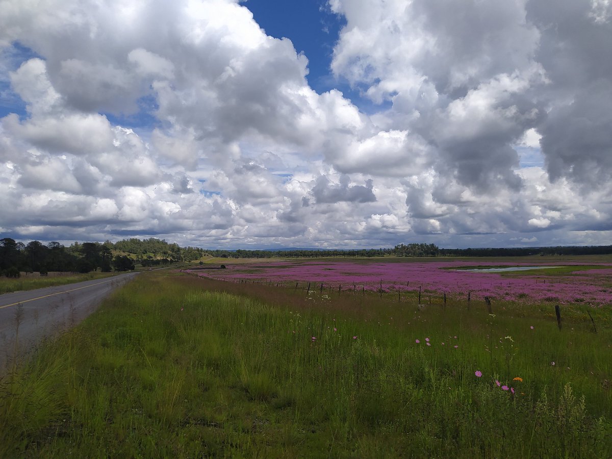 "Color en el cielo, color en las nubes
Azul en tus ojos es todo color
Y mis sueños se vuelven de rosa y de oro...Colores que cambian alrededor"
📷: <a href="/geralbeatle/">@geralbeatle</a>
📍 Sierra de #Durango, #Mexico
