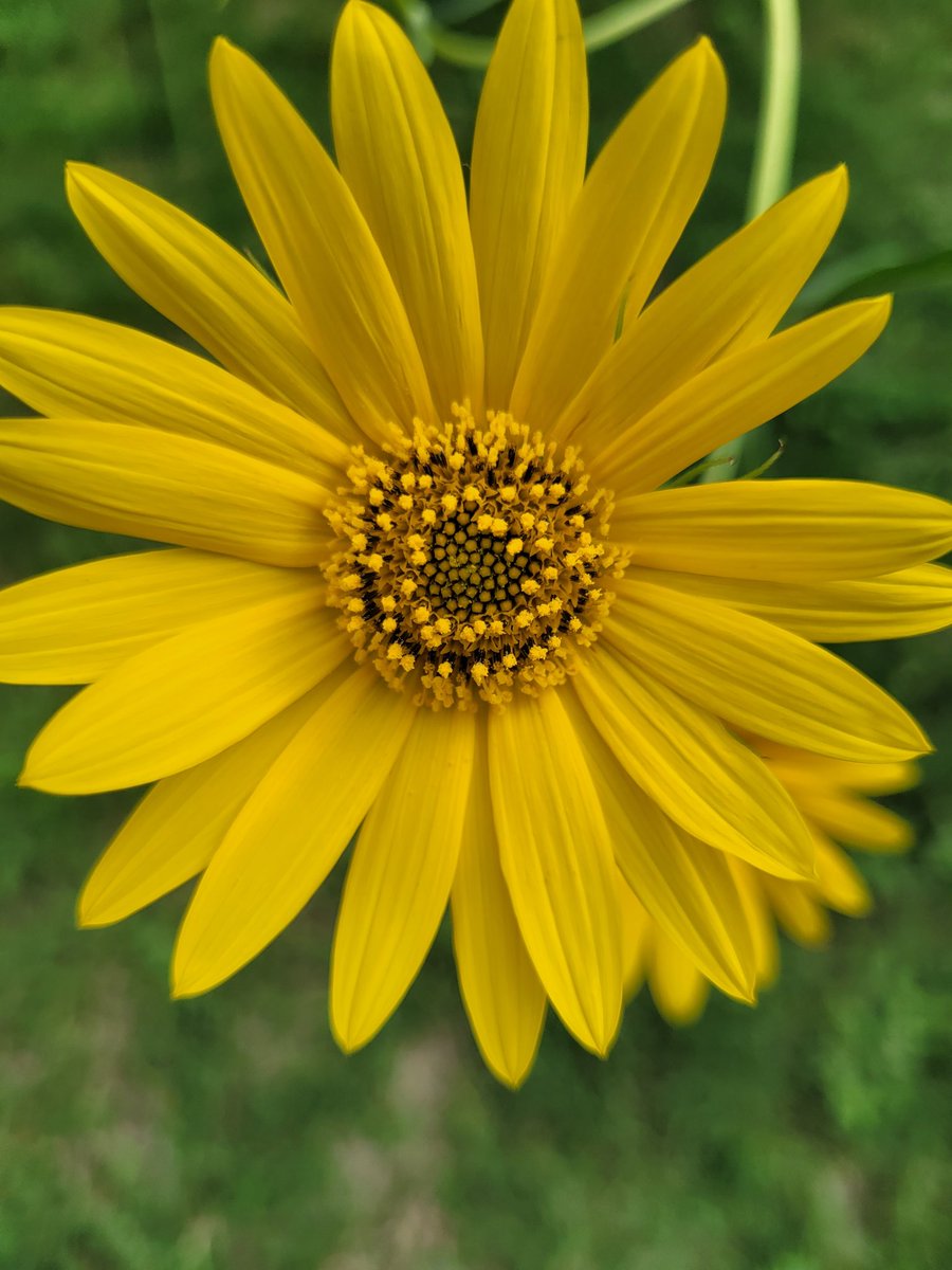 RyanNash44's tweet photo. Saw tooth sunflower https://t.co/jp5sZ94Ip0