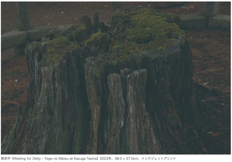 ARTiT_Tokyo's tweet photo. 終了間近【お���すめ】菅亮平「The Long Wait」@ 町立久万美術館
9/13〜12/7｜松をめぐる文化史を主題に据え、自然豊かな立地にある同館の環境や久万高原町の歴史と響き合う展示構成。#ARTiT https://t.co/sWyXpZPfm5 https://t.co/zXBo7PsTv9