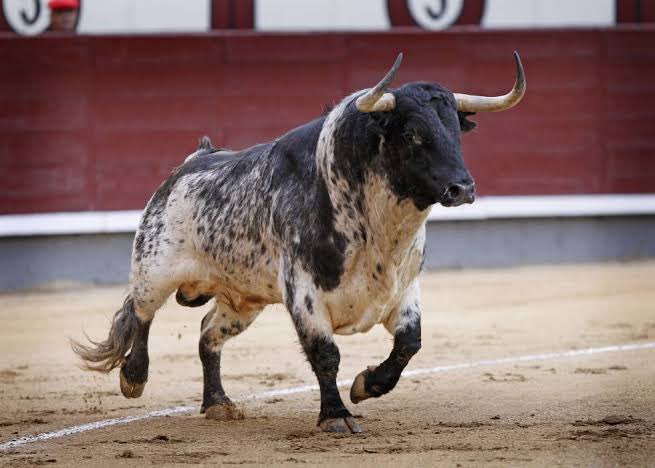 BrunoCorreaL's tweet photo. Lo que habla de ti….

Es lo que se ve…….

Lo que has cultivado con disciplina y con esfuerzo…

Así.
Para lidiar al toro de la vida. https://t.co/f4AY0ME9uc