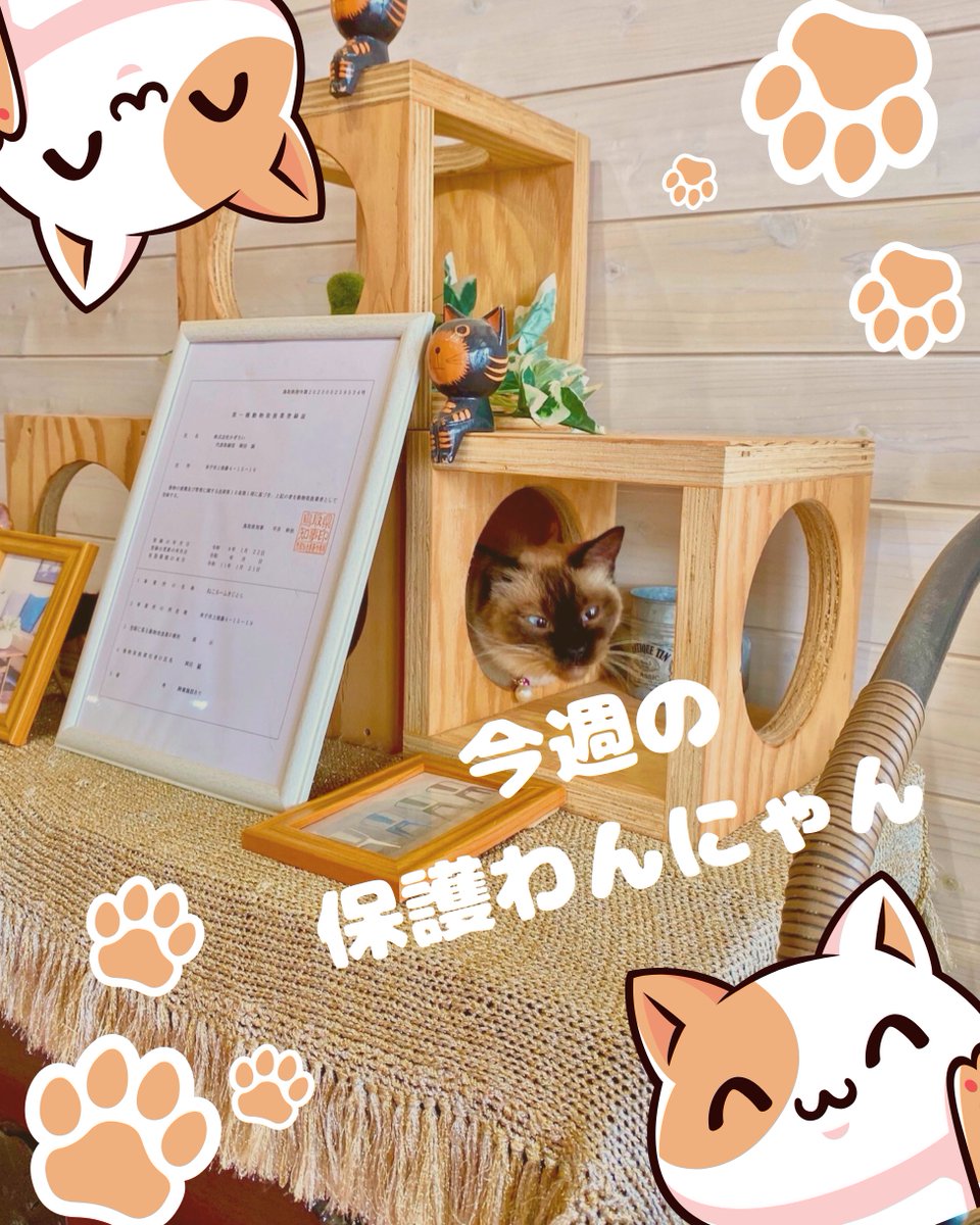 きじとら きじとら キジトラ5口 キジトラ5口 Nakamichi ZX-5の紹介 | スーパー