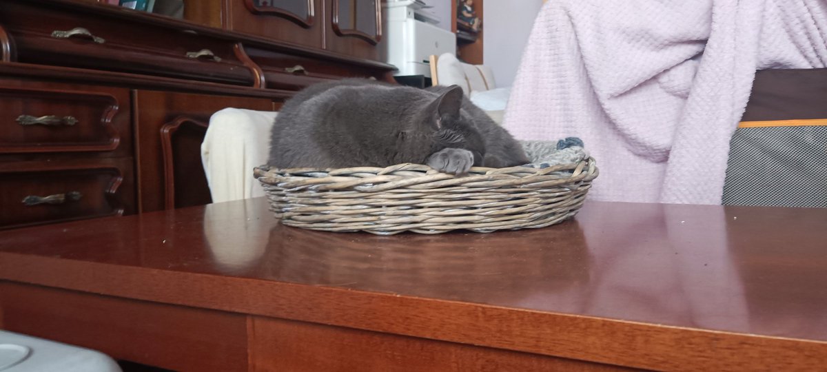 InescardabaInes's tweet photo. @twaniimals https://t.co/zYZvaiwFHI
