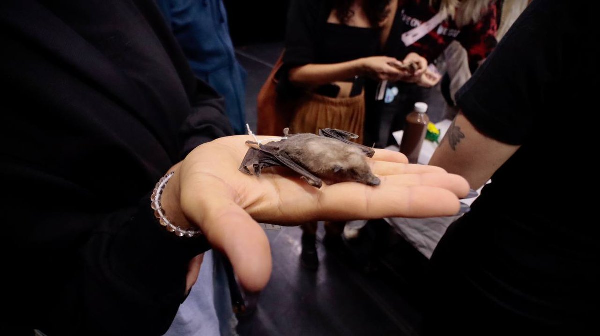 Tienen mala fama, una ambivalencia simbólica y gran importancia ecológica, además de una belleza particular. ¿Qué son? Hoy en el <a href="/FestivalFITU/">Festival Internacional de Teatro Universitario</a> gozamos la tercera entrega de la trilogía animal de La Liga Teatro Elástico, centrada en ¡los murciélagos! 🦇 😍

En "Las fiestas del