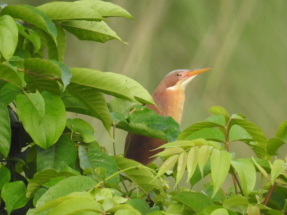 Cinnamon bitterns have the world in their eyes.

#indiaves
