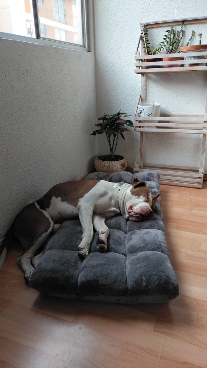 He logrado rescatar perros como Hércules desde otro CONTINENTE (por cierto, también ahí con la ayuda invaluable de <a href="/oscarbalmen/">Oscar Balmen</a>). Acá les dejo el antes y el después.

Voy a creer que paot no puede sacar a un perro moribundo que agoniza por no beber ni comer en más de una semana