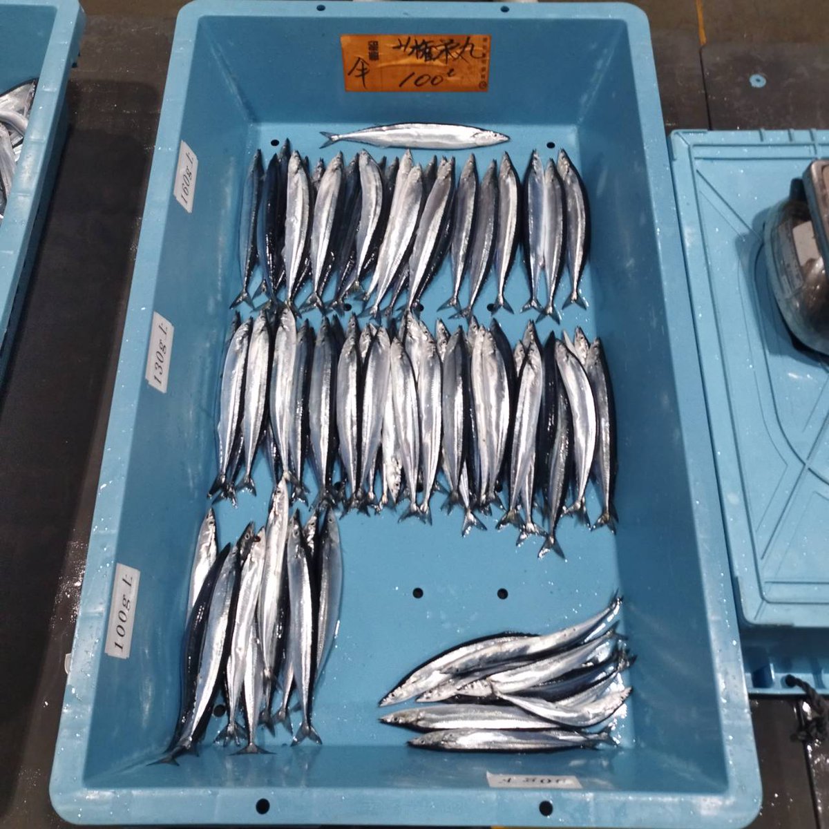 shiokaraya_84's tweet photo. 9月8日気仙沼本日の秋刀魚水揚げ140t
漁場が違うと組成も変わります。
価格は下がったようです。秋刀魚を食す事今年は多くなりそうで嬉しいことです。 https://t.co/U4Kssbz60d