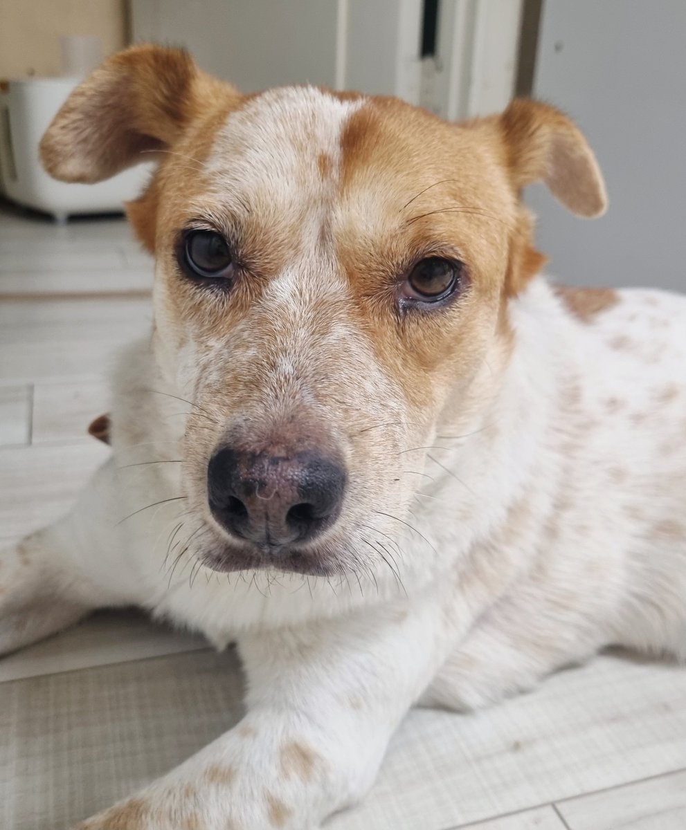 파워냉방 맞는지 확인 중인 파워냉방 감별사(5세 바둑이)

#가족찾는마일로