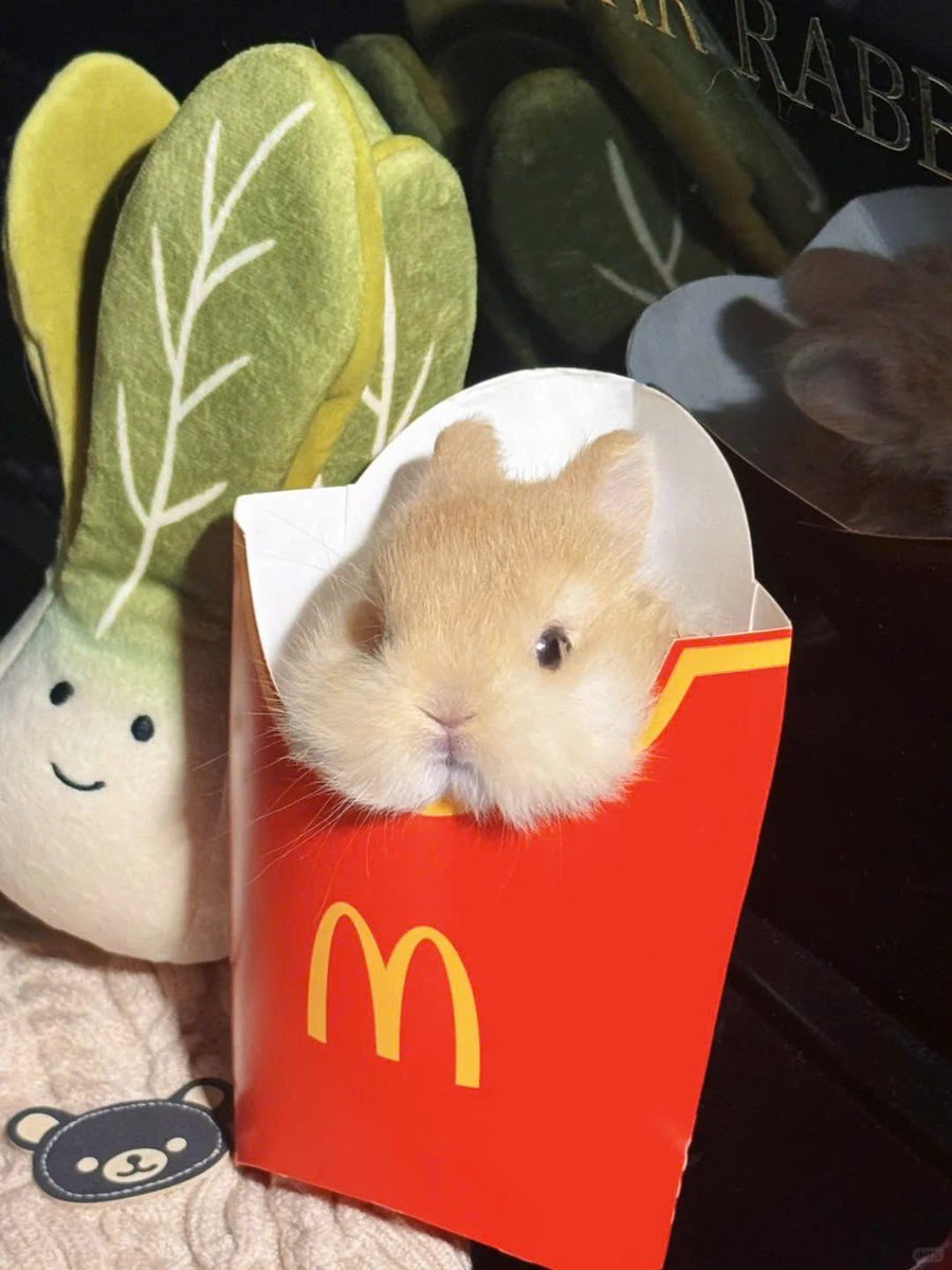 Why you should have a rabbit tweet media
