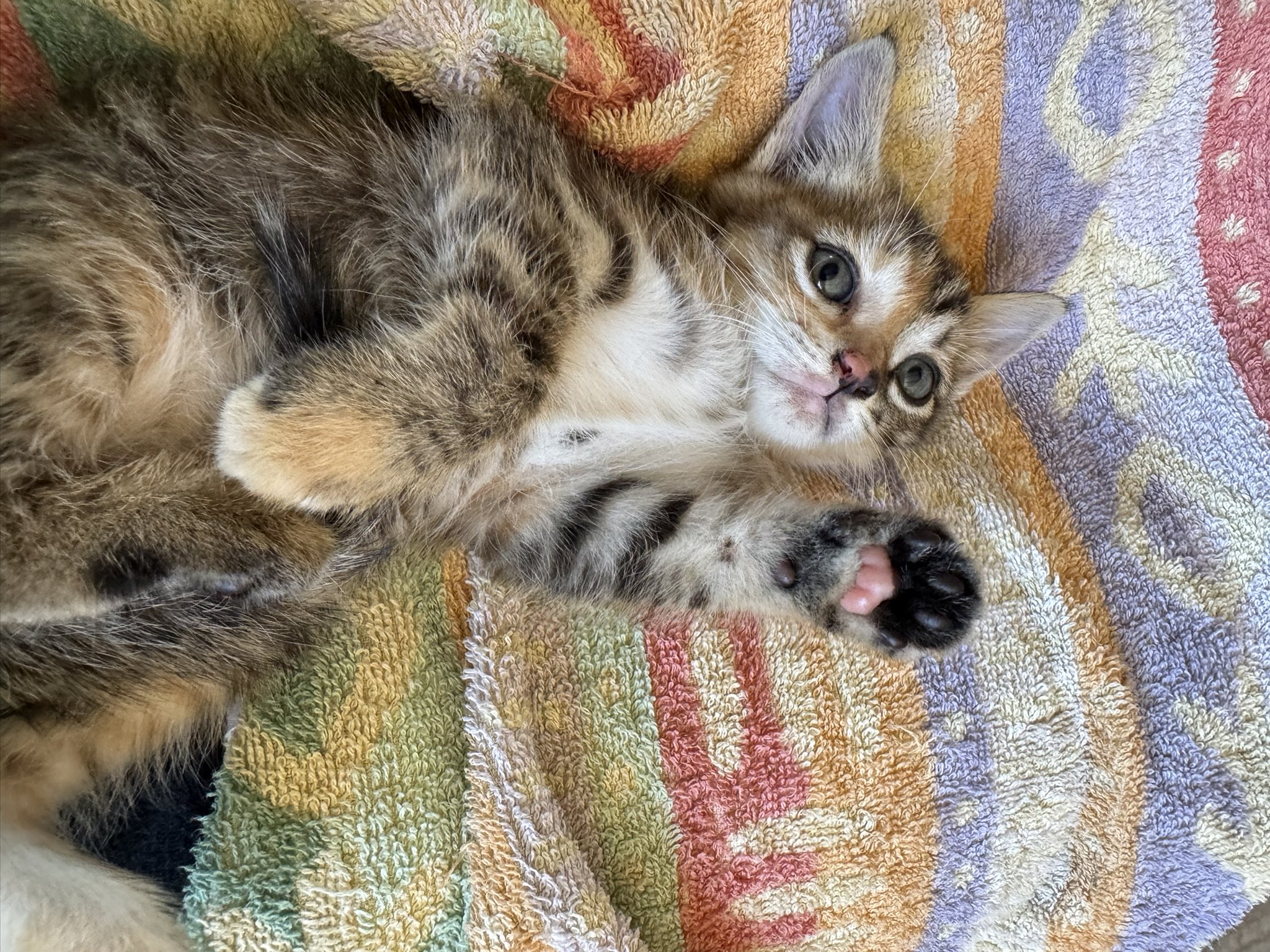 じゃれねこ『2月☆50 丸ごと苺♡』 じゃれねこ『2月☆50 丸ごと苺♡』 じゃれねこ『2月☆50 丸ごと苺