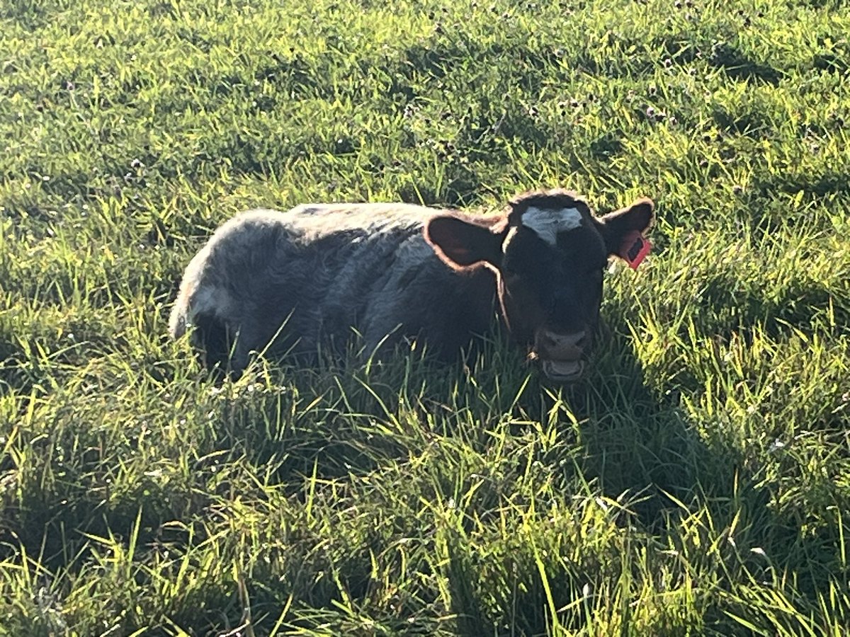 Stacey Angus tweet media