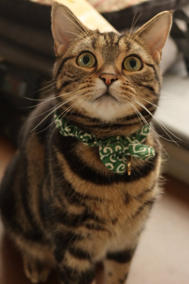 今日も暑いにゃ…🙀
#にゃんすたぐらむ